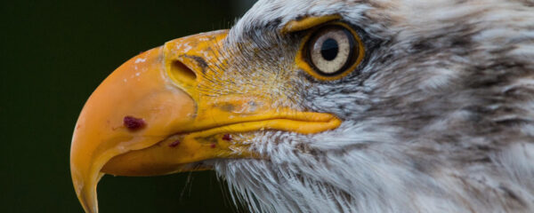 parc animalier